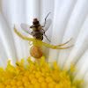 Flower crab spider and a  hover fly