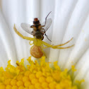 Flower crab spider and a  hover fly