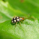 Chrysomelid beetle