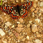 Edith's Checkerspot