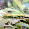 Saturnid caterpillar