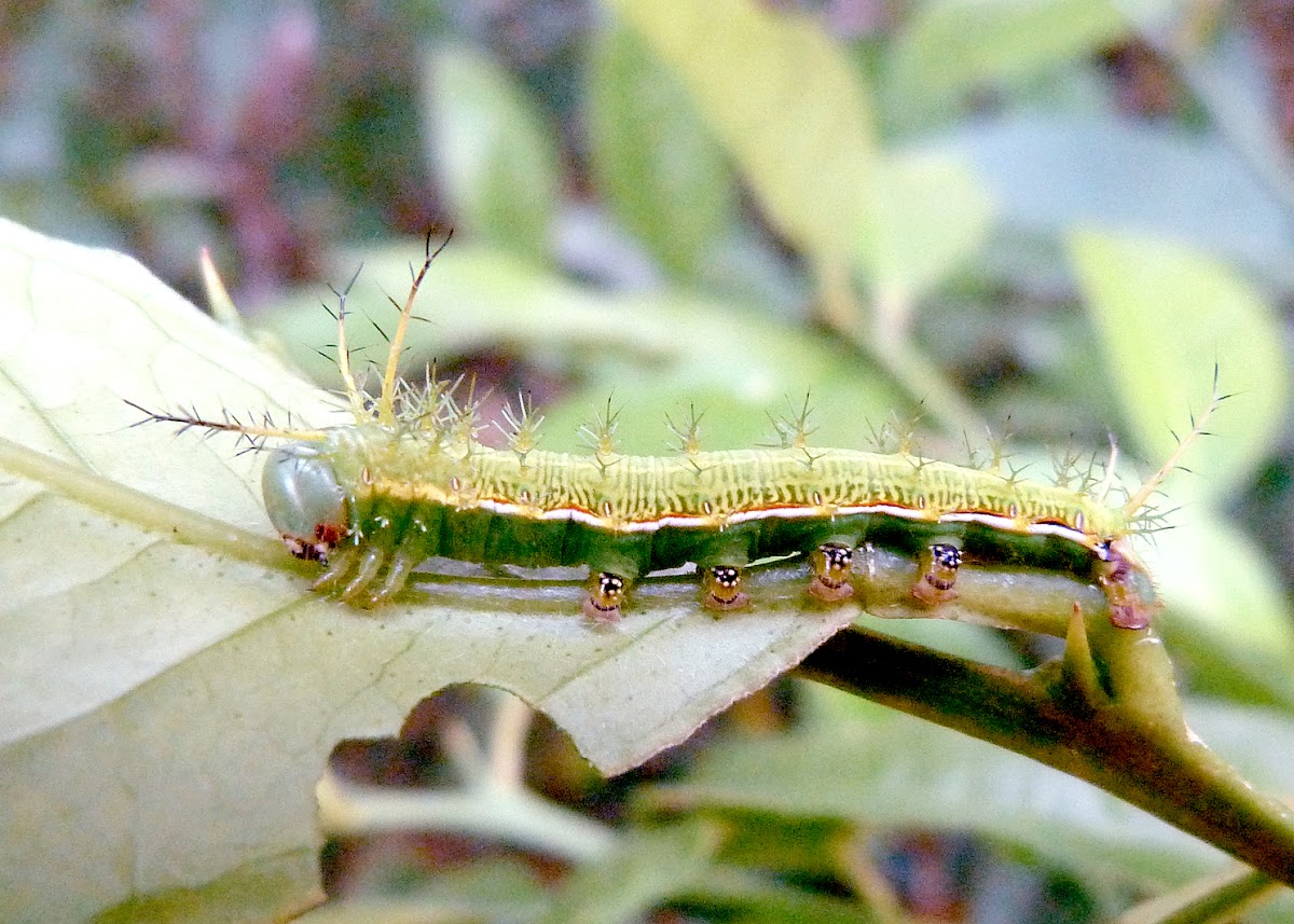 Saturnid caterpillar