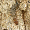Dobsonfly larvae