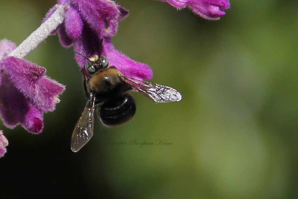 (Male) Carpenter Bee