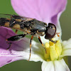 Thick-legged Hoverfly