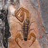 Hentz' bark scorpion
