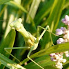 Carolina mantis (female)