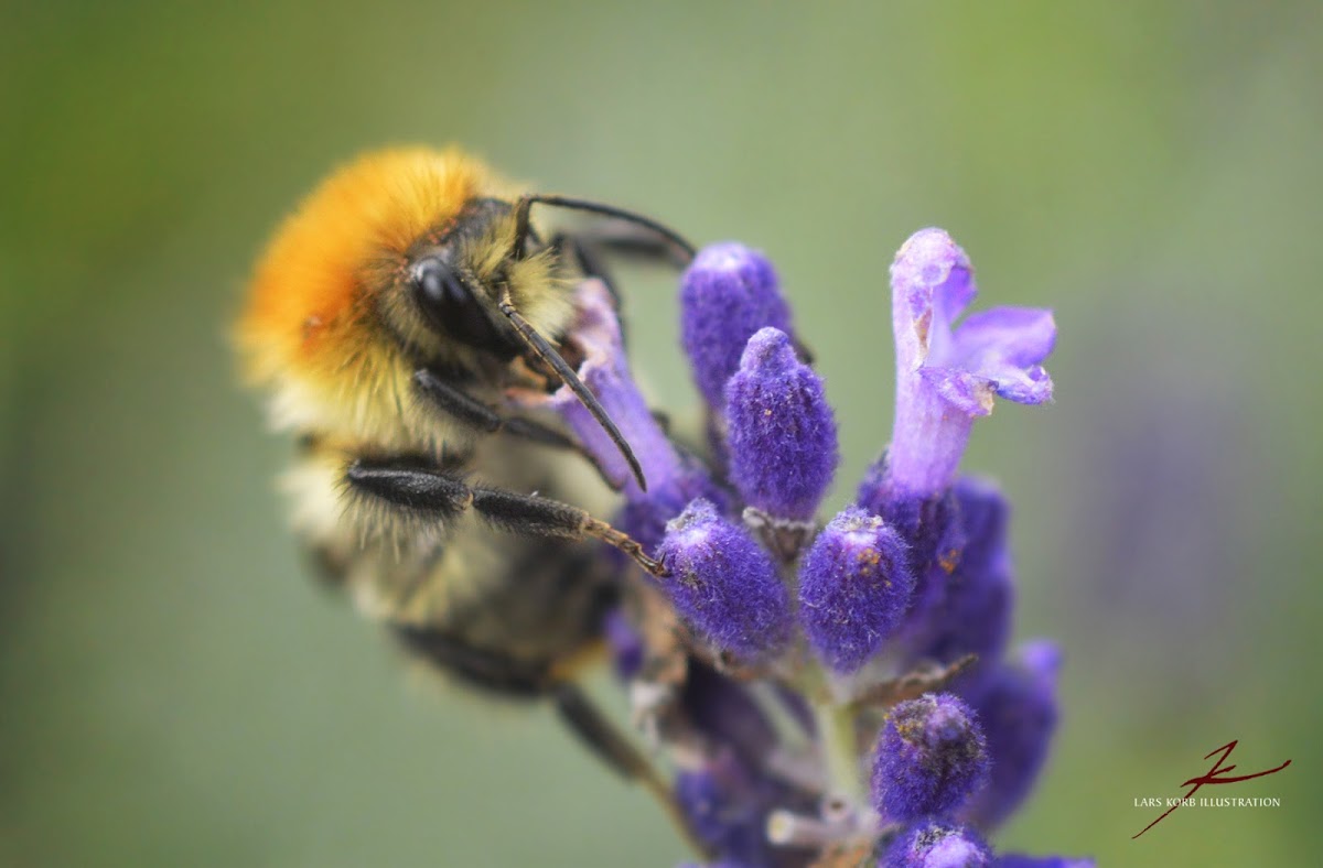 Common Carder Bee