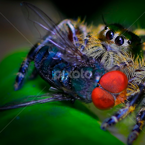 Breakfast by A Friyana Wiradikarta - Animals Insects & Spiders