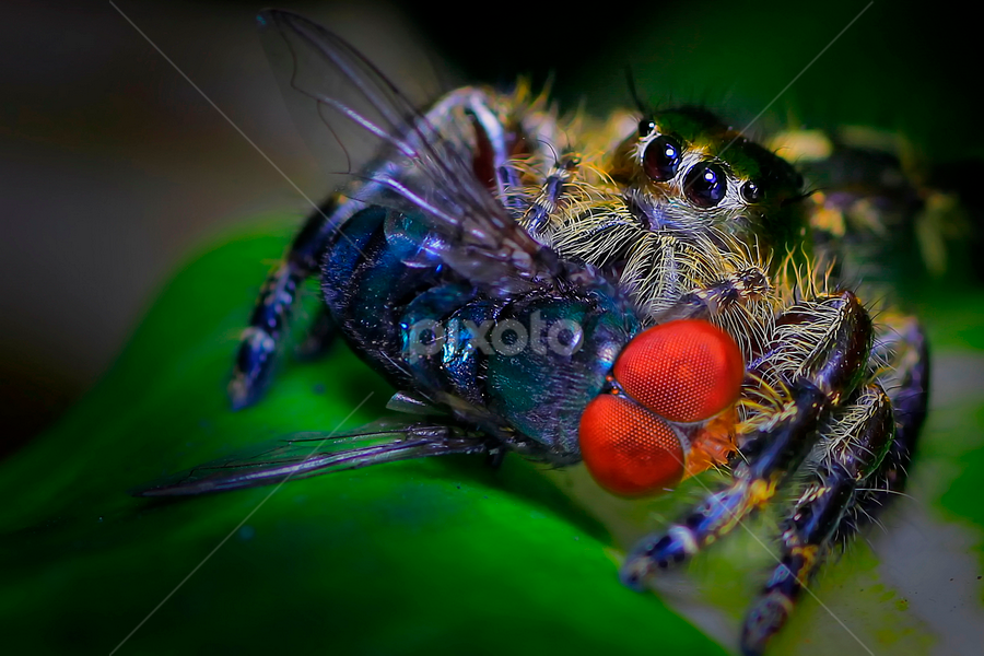 Breakfast by A Friyana Wiradikarta - Animals Insects & Spiders