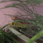 Black Swallowtail caterpillar