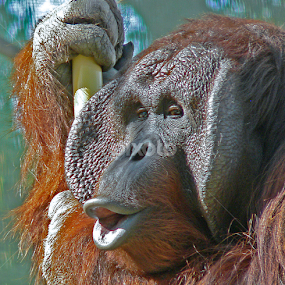 hello by Mike Neal - Animals Other Mammals