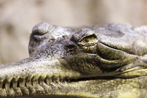 Wildlife Angry Crocodile