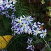 Siberian aster