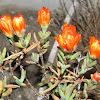 Trailing Iceplant(Chorão)