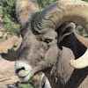 Big Horn Sheep (male)