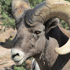 Big Horn Sheep (male)