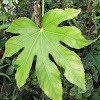 False Castor oil plant(Arália Japonesa)