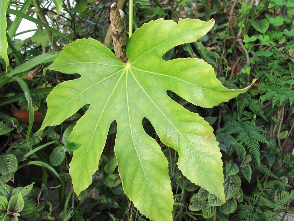 False castor oil plant
