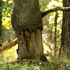 Beaver-gnawed tree