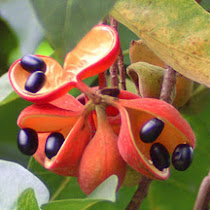 Plants of the Philippines