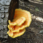 Chicken of the Woods