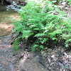 Ferns along stream