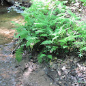 Ferns along stream