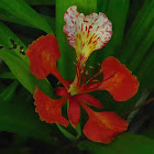 flamboyant, royal poinciana, flame tree