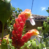 Kembang Udang (Prawn Flower)
