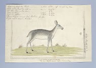 Redunca arundinum (Southern reedbuck)
