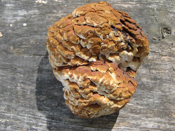 Sweet Knot polypore mushroom