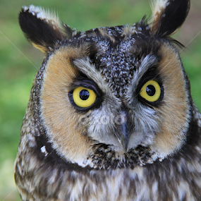 Long-eared Owl by Marsha Biller - Animals Birds