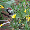 (Male) House Sparrow