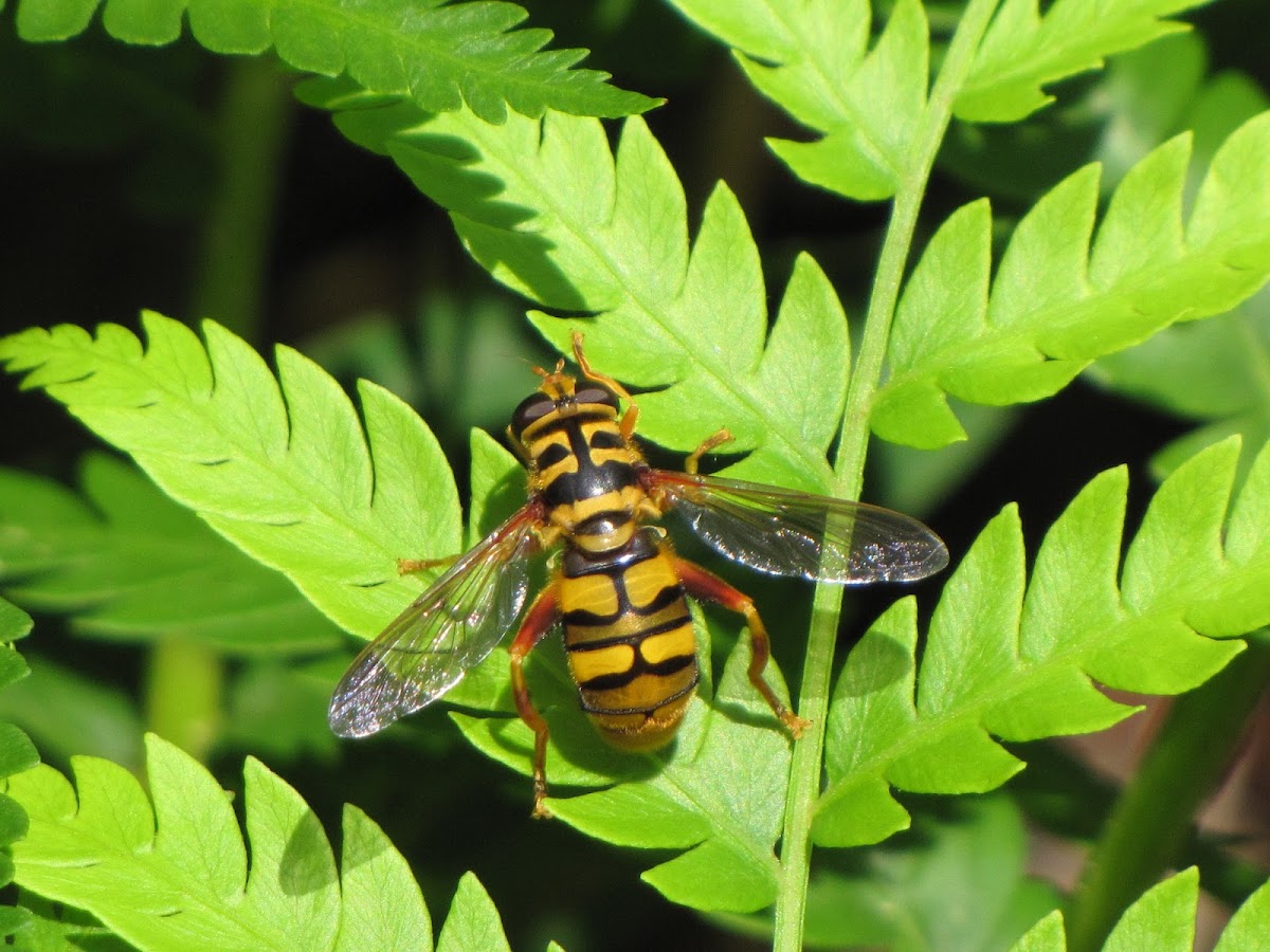 Yellow-jacket Hover Fly