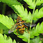 Yellow-jacket Hover Fly
