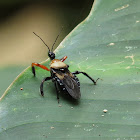 Assassin bug