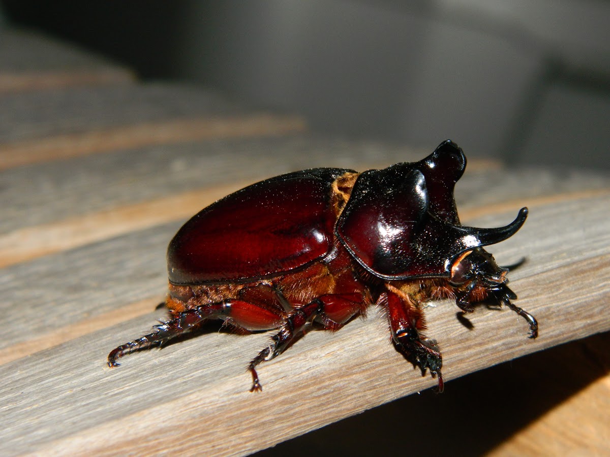 ox beetle