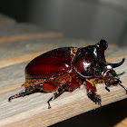 ox beetle