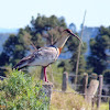 Curicaca, Ibis-de-pescoço-branco (Buff-necked Ibis)