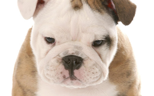 免費下載個人化APP|Cute Bulldog puppies Wallpaper app開箱文|APP開箱王