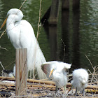 Great Egret and Chicks