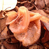 Jew's Ear