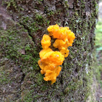 Fungi of TN