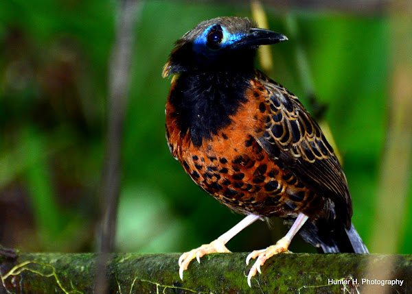 Ocellated Antbird | Project Noah