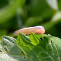small caterpillar