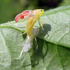 Red-banded Leafhopper - eclosing