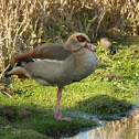 Egyptian Goose 