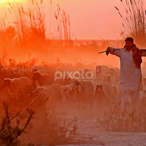 Shepherd by Bob Khan - People Street & Candids