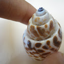 Arabian shell
